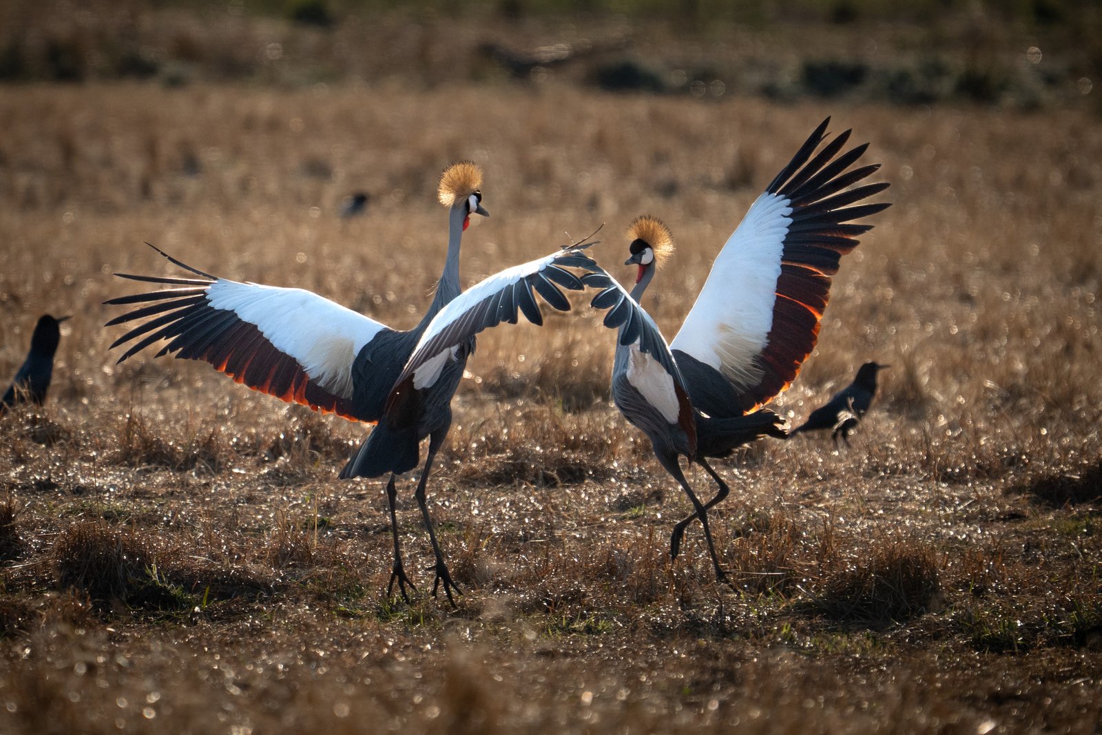 Three large birds spreading their wings and standing in open grassland around Hogsback.