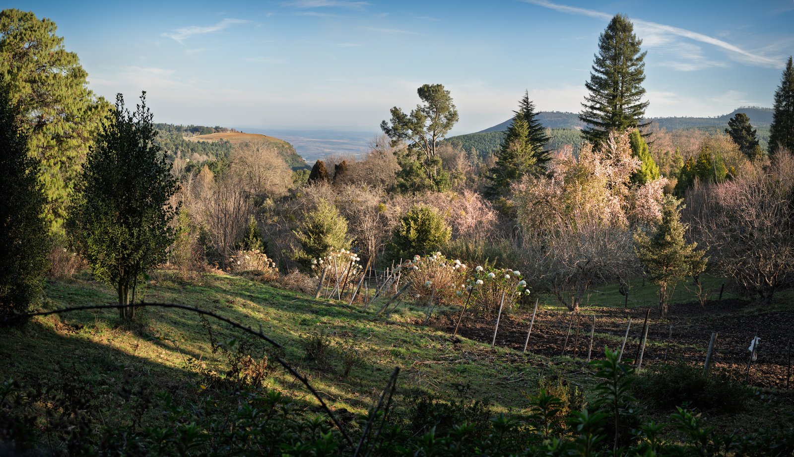 Flowering trees in a Hogsback garden with mountains beyond.
