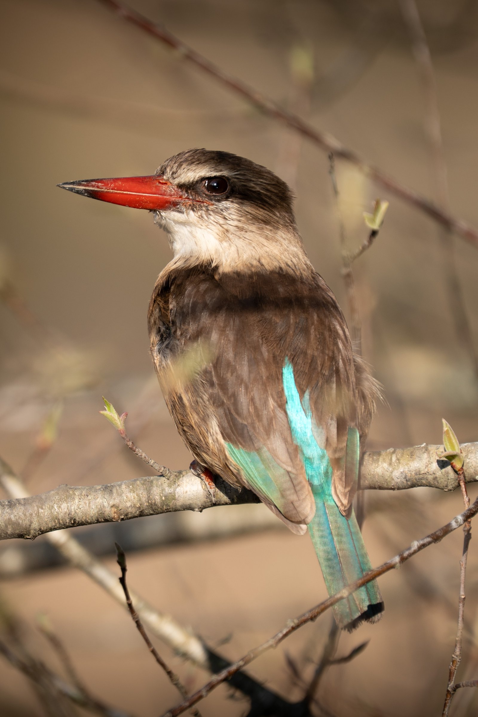 A bird with a red bill and blue wing perched on a branch around Hogsback.