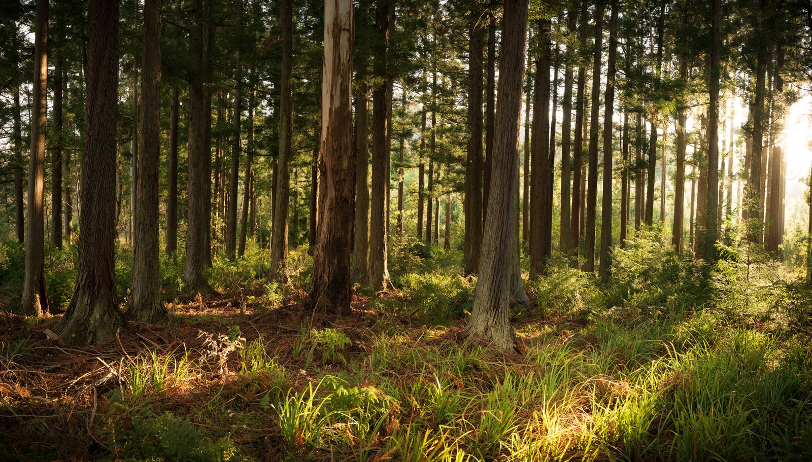 Sunlight reaching a green forest floor between tall tree trunks around Hogsback.