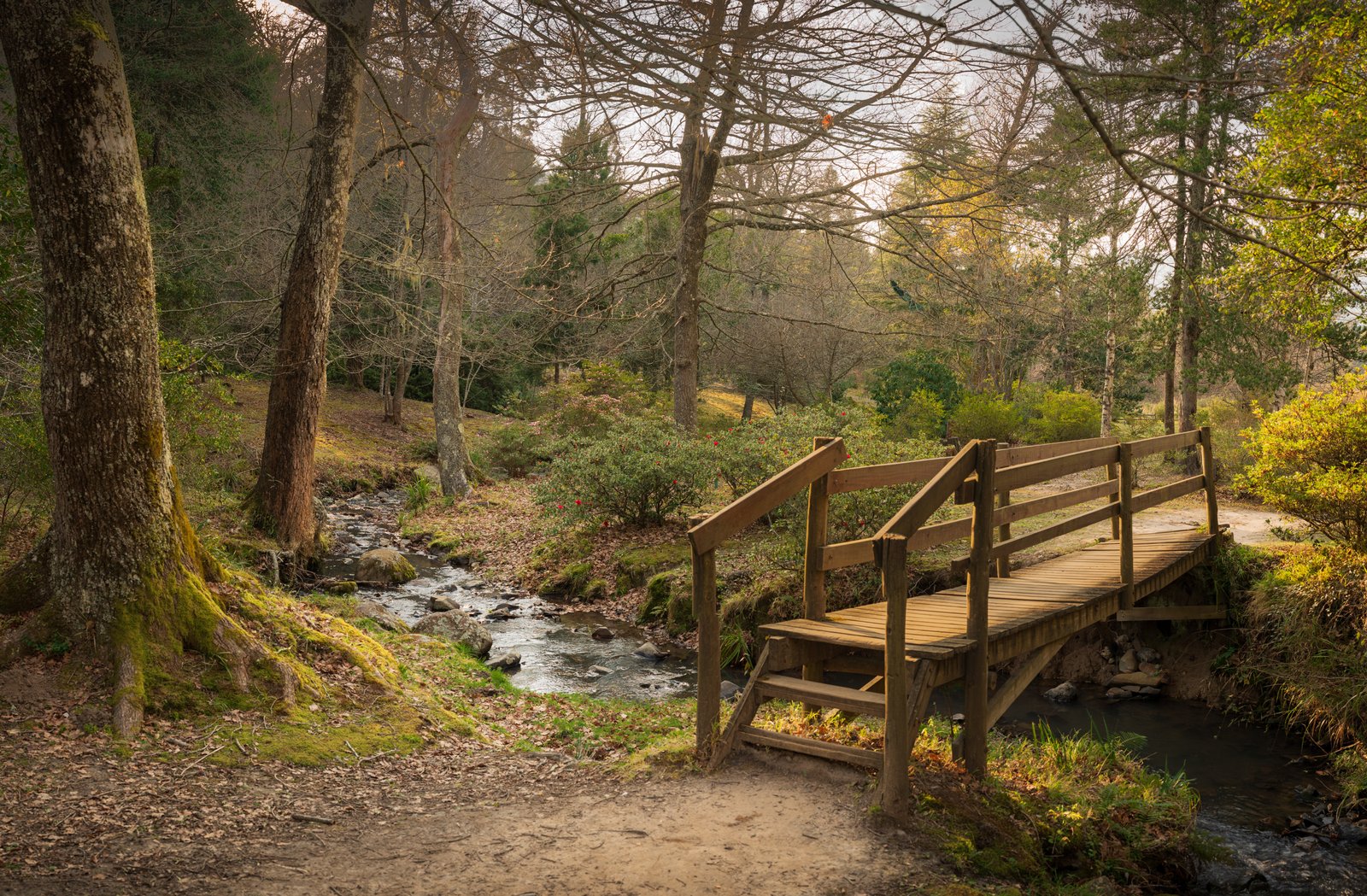 A wooden footbridge beside a stream beneath the Hogsback forest canopy.