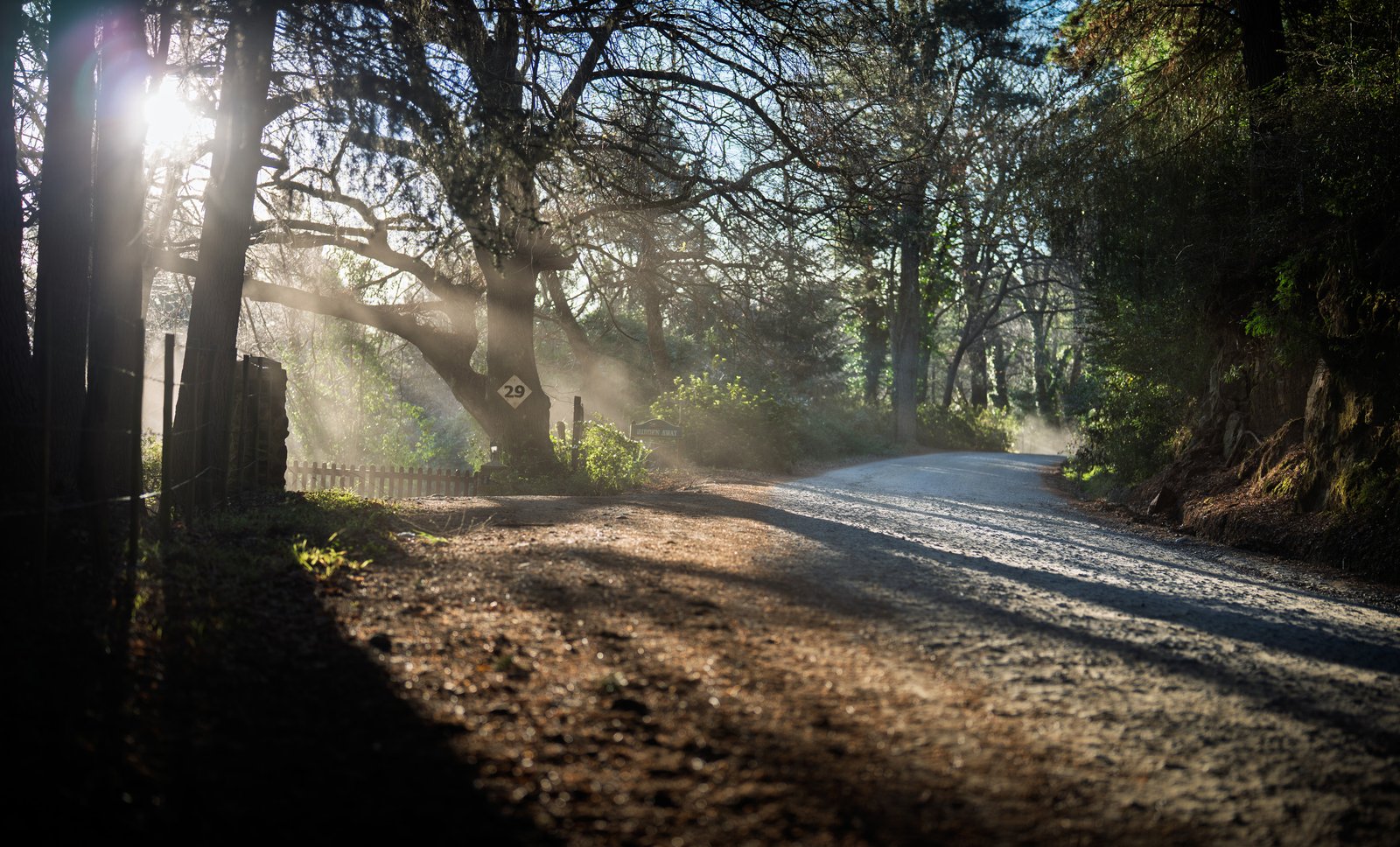 Sunbeams passing through tall trees beside a Hogsback forest road.