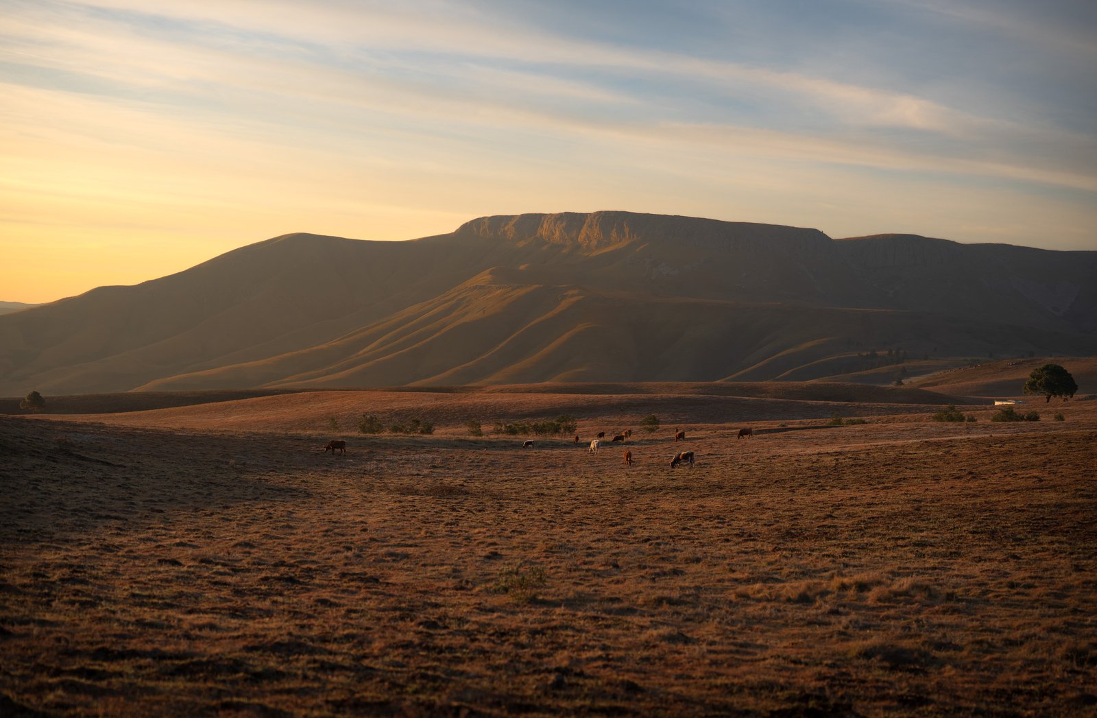 Warm evening light across grassland and a mountain ridge near Hogsback.