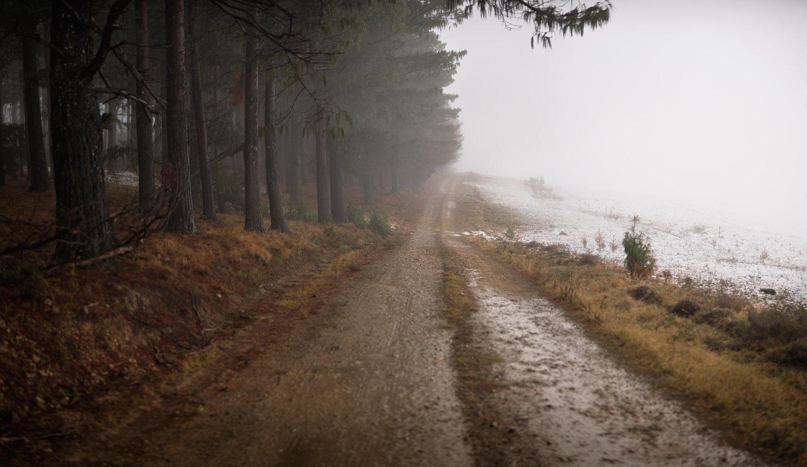 A narrow road disappearing into mist beside a stand of tall trees near Hogsback.