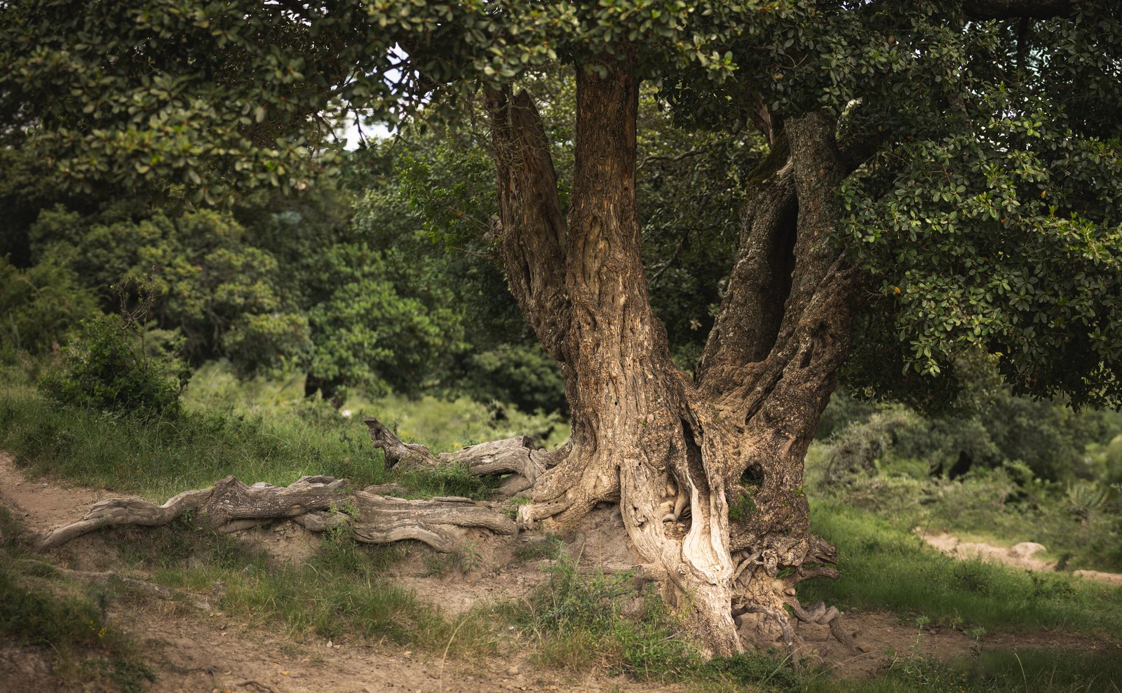 A large tree with exposed roots beside a path in the Hogsback woodland.