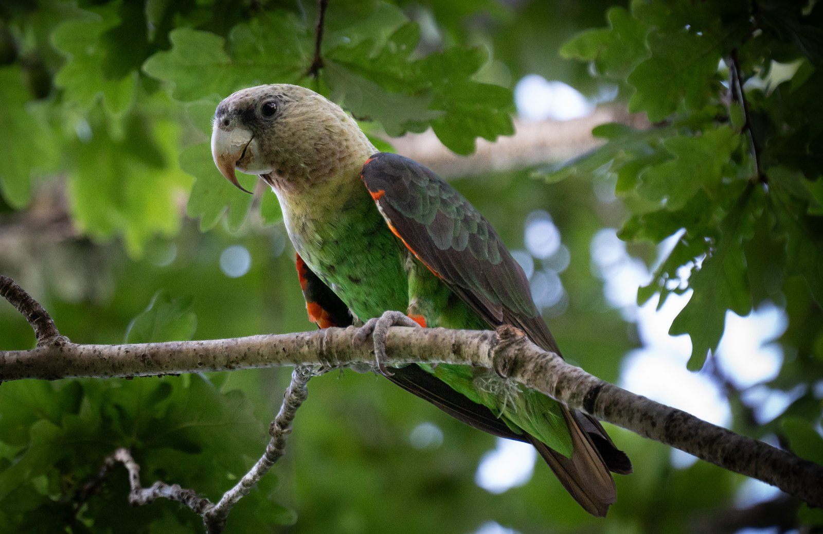 A green parrot resting on a branch beneath green leaves around Hogsback.