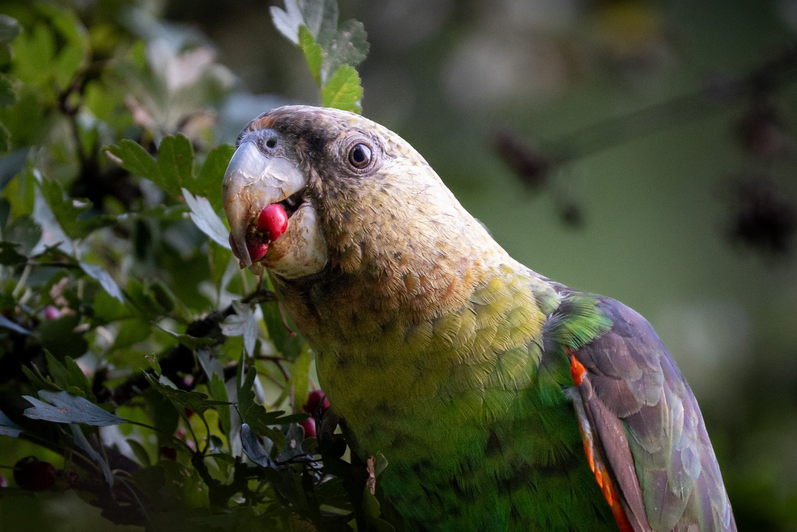 A green parrot with a red beak perched among leafy branches around Hogsback.