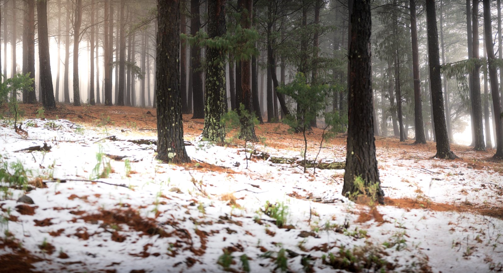A light covering of snow beneath tall trees in the Hogsback forest.