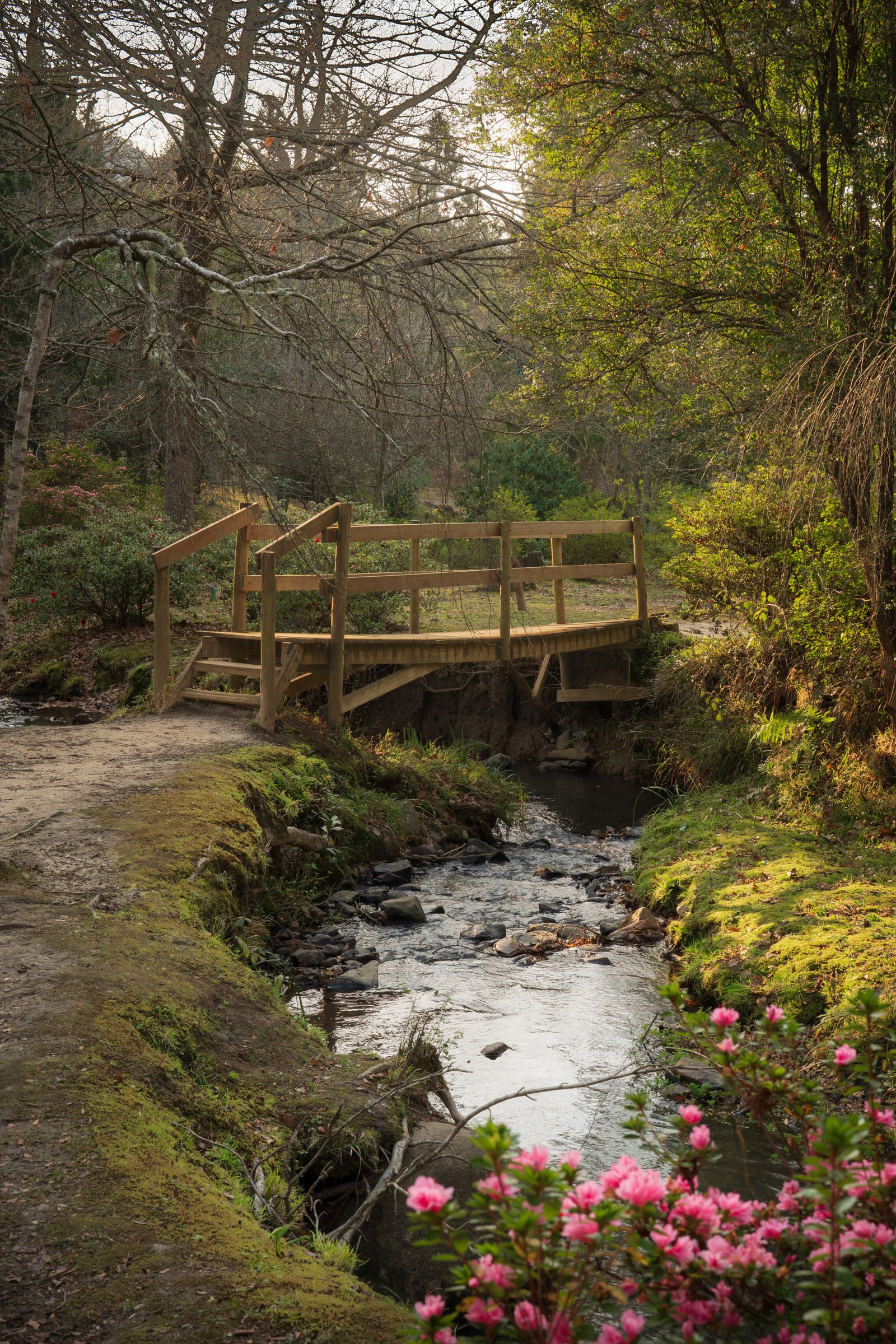 A wooden footbridge crossing a rocky stream among green Hogsback woodland.