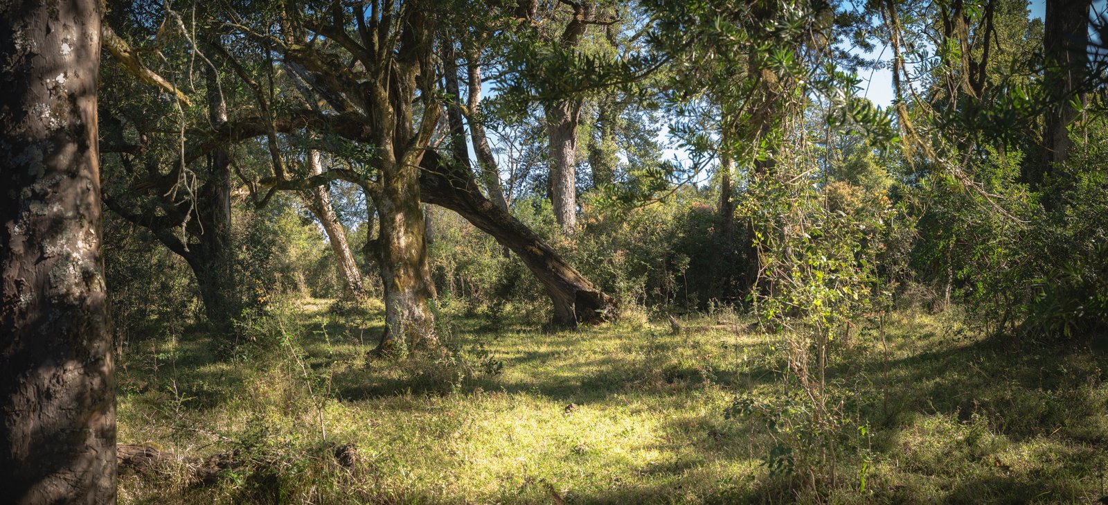 Afternoon light falling on a grassy clearing beneath mature Hogsback trees.