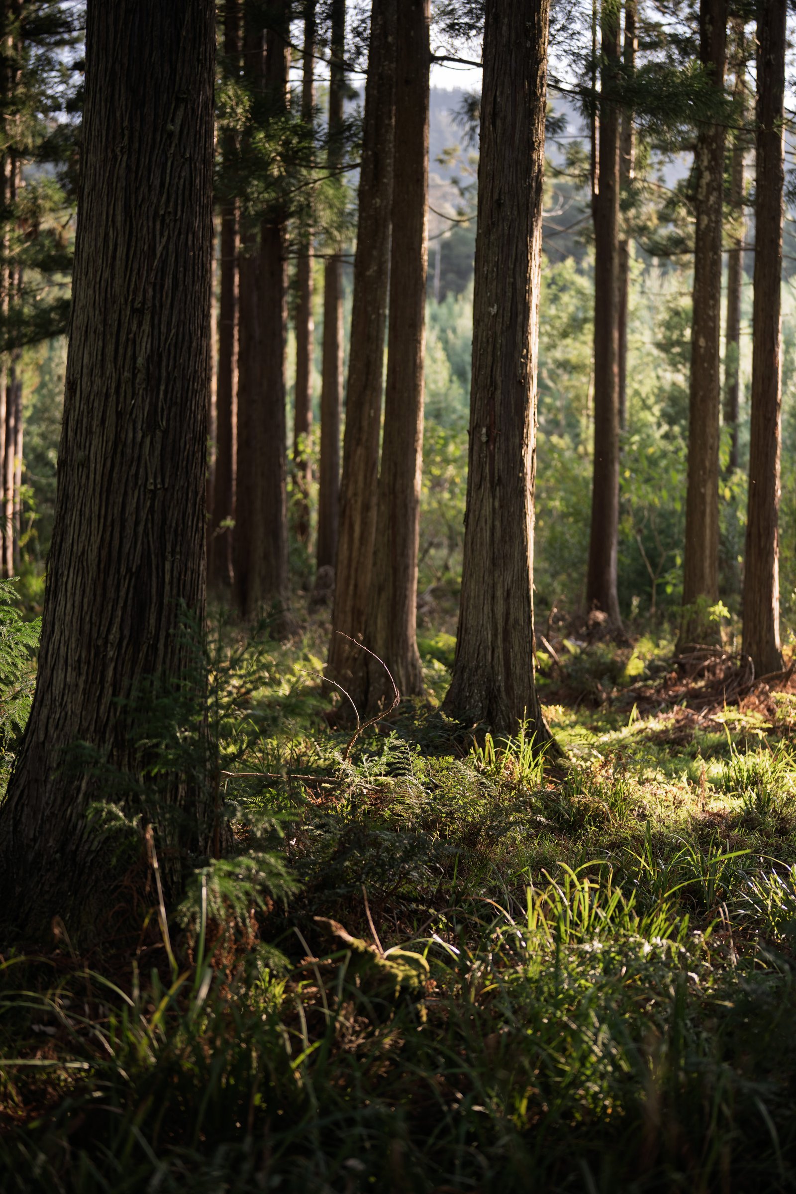 Tall straight tree trunks rising above a green forest floor around Hogsback.