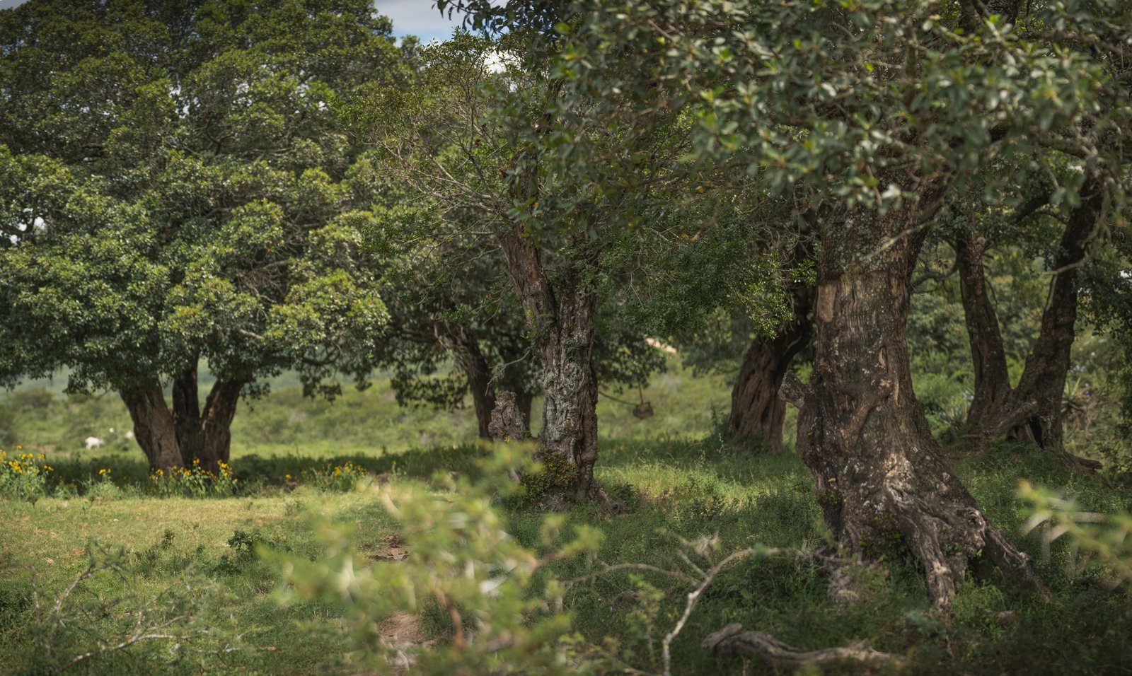 A grassy woodland clearing beneath a canopy of broad-leaved trees around Hogsback.